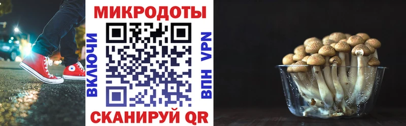 Галлюциногенные грибы Psilocybe  Саратов 